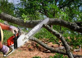 How Our Tree Care Process Works  in  Prospect Park, NJ
