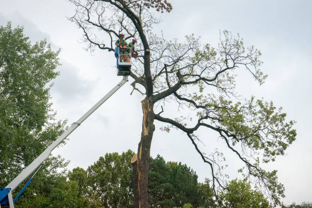  Prospect Park, NJ Tree Removal Pros