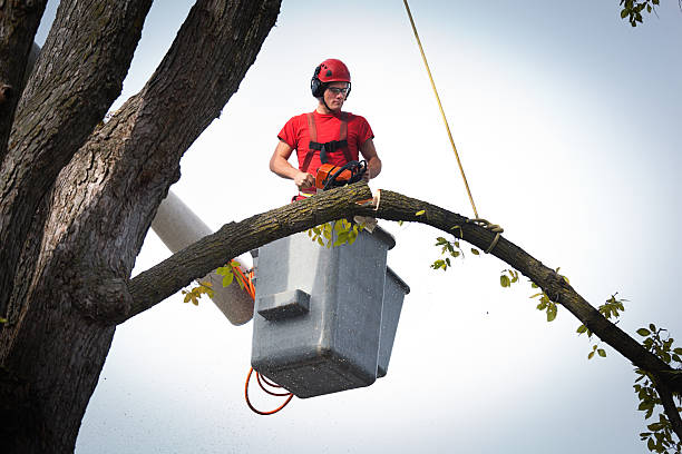 Best Root Management and Removal  in Prospect Park, NJ