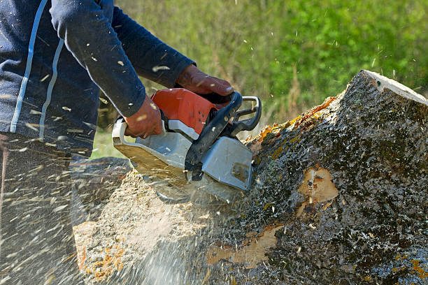 Best Tree Cabling and Bracing  in Prospect Park, NJ